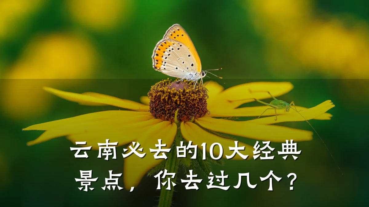 云南必去的10大经典景点,你去过几个?